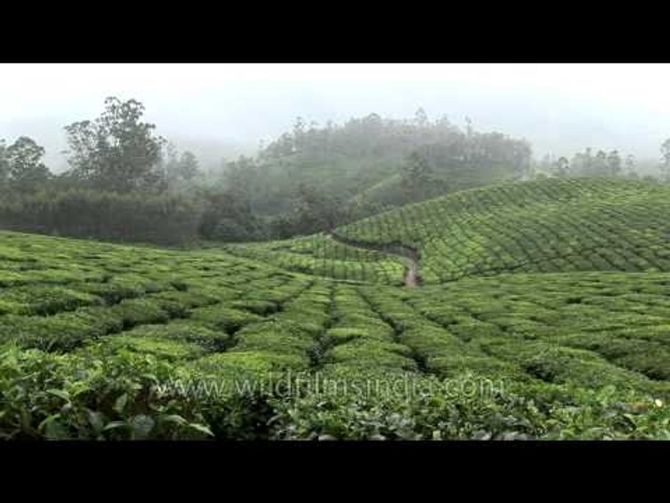 Tea plantations in Kerala