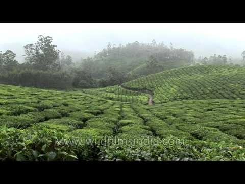 Tea plantations in Kerala