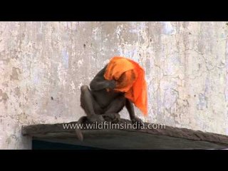 Peek-a-boo monkey style