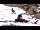 Pied Magpies feeding on dead animal in Ladakh as Chukor Partridge look on