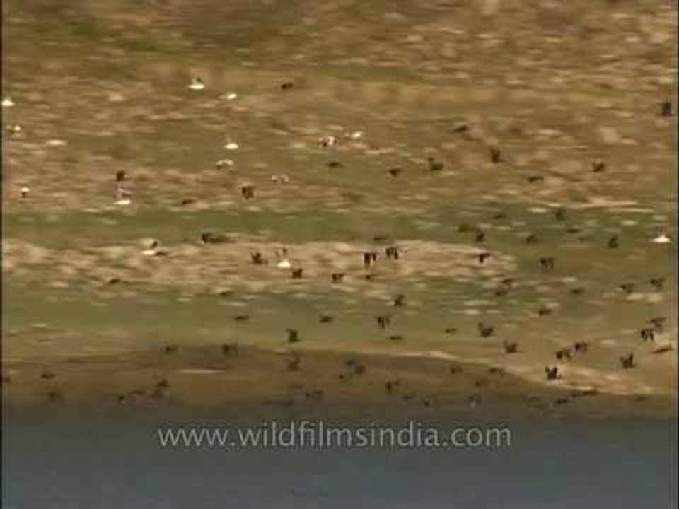 Cormorants by the hundreds, at Pong Dam