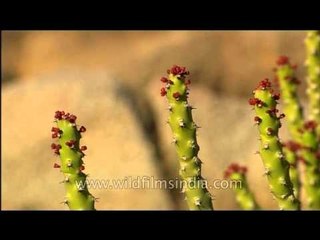 Thar desert cacti