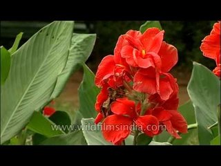 Colorful flowers of Lalbagh garden