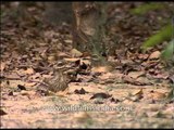 The Great Stone-curlew