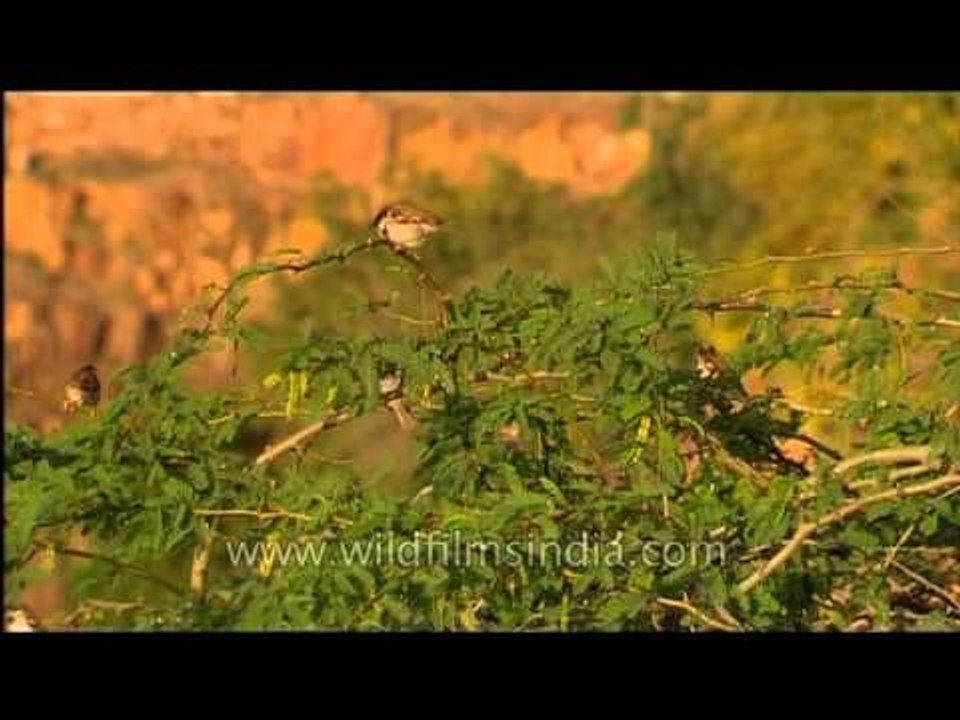 Sparrows appear in Jodhpur