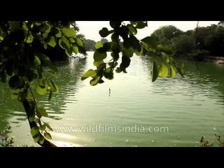 Hauz Khas or the Royal tank