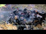 Traditional process of making Litti Chokha