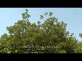 Neem tree (Azadirachta indica) in Delhi
