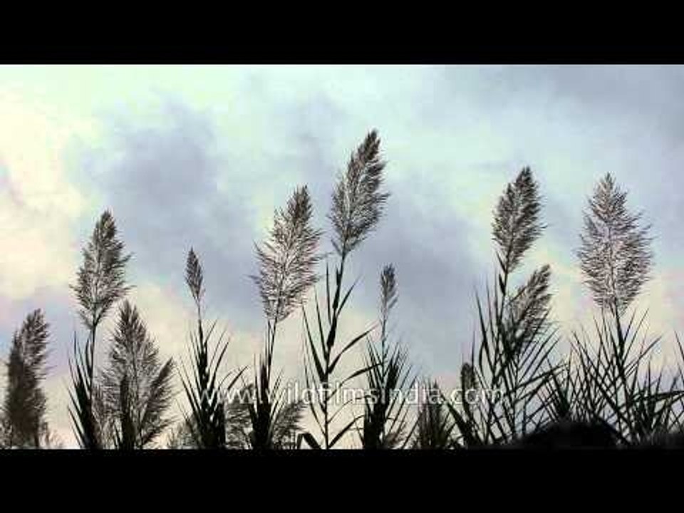 Cannes has a wild side too: lovely grasses growing along the TGV tracks