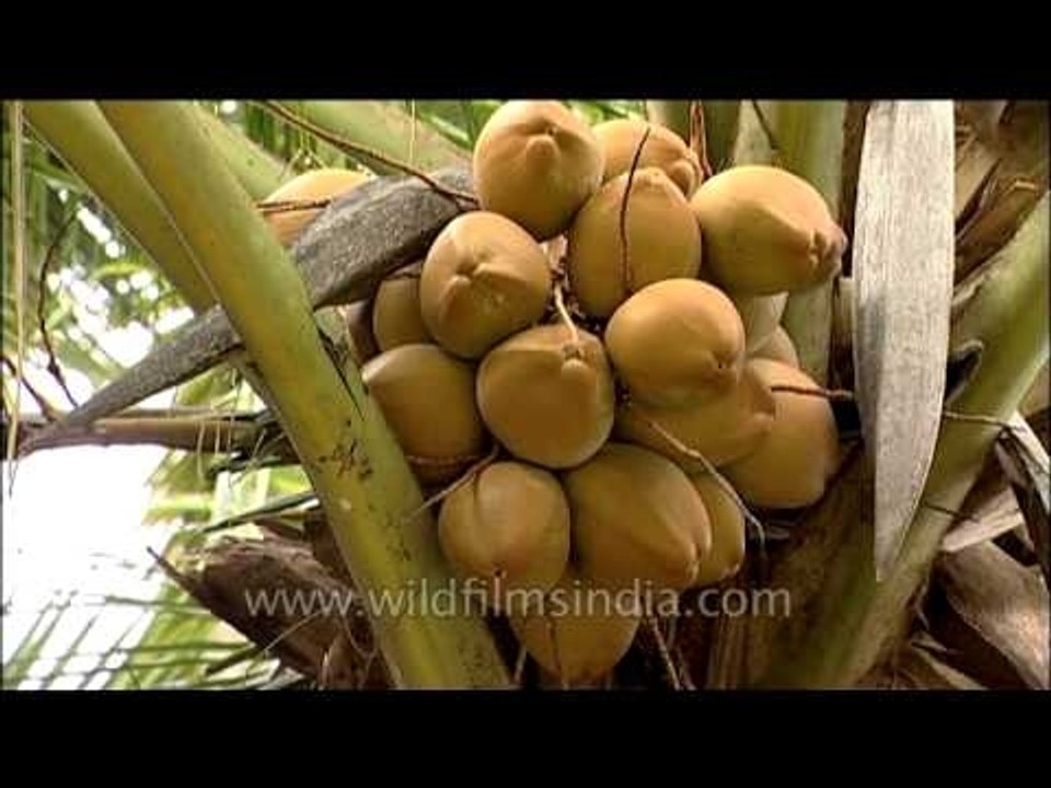 Coconut palm (Cocos nucifera) - tree of the palm family