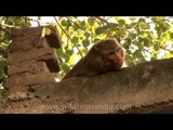 Macaque feeling drowsy after eating