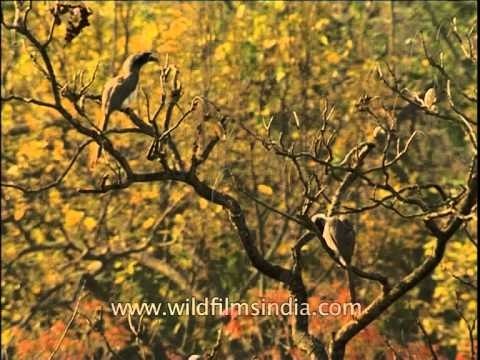 A pair of Indian Grey Hornbill (Ocyceros birostris) on a tree