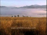 Mist covered mountains of Corbett National Park complemented by golden grasses!