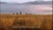 Mist covered mountains of Corbett National Park complemented by golden grasses!