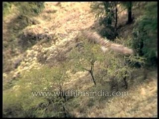 Long-billed Vulture in flight