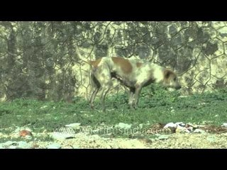 Funny dog makes you laugh!