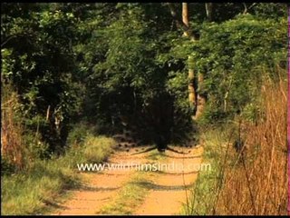 Peacock displaying on a forest path