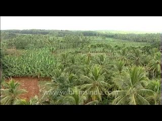 Plantation of palm trees