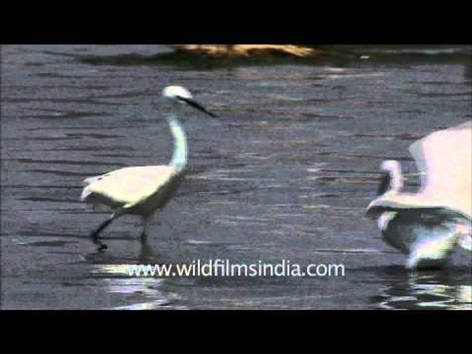 Egrets in the Ganges at Varanasi