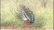 Dispalying for a mate - peacock displaying its feathers