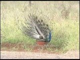Dispalying for a mate - peacock displaying its feathers