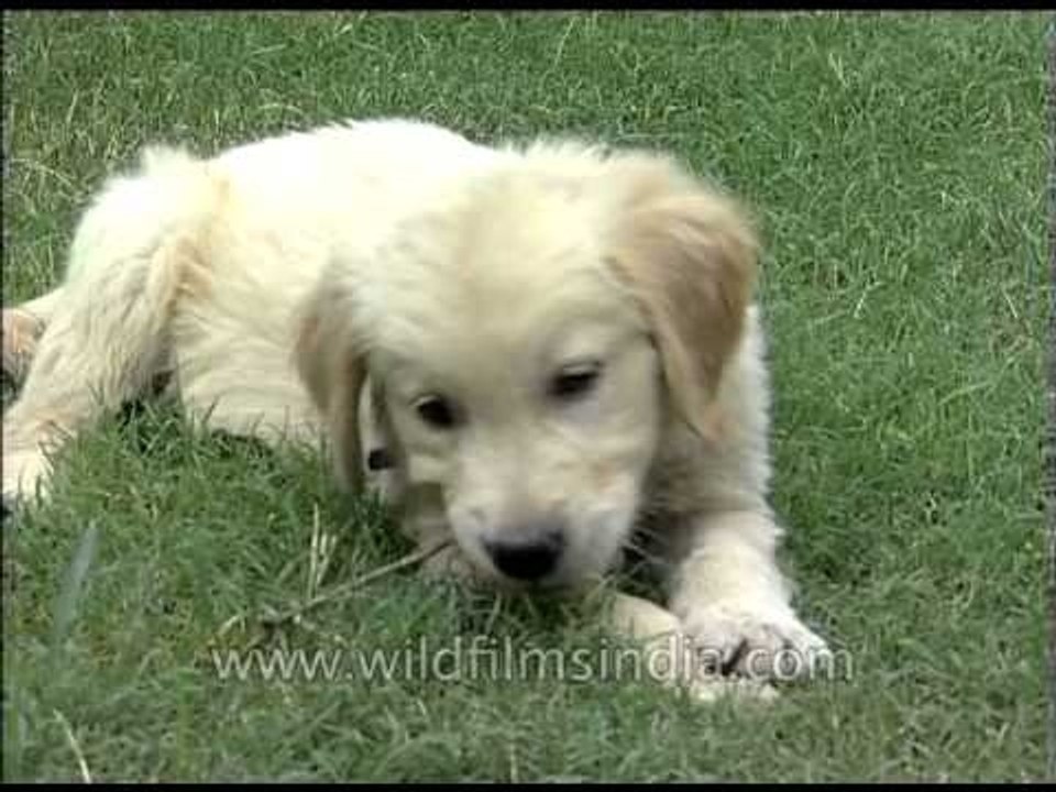 Cute Golden Retriever puppy playing with a ball