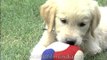 Cuteness - Golden Retriever puppy playing with a ball in Garden.