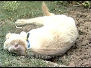 Golden Retriever Puppy having fun in the garden