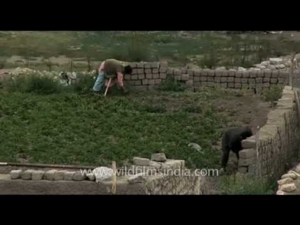 Farmers plant potatoes in their fields, in Ladakh