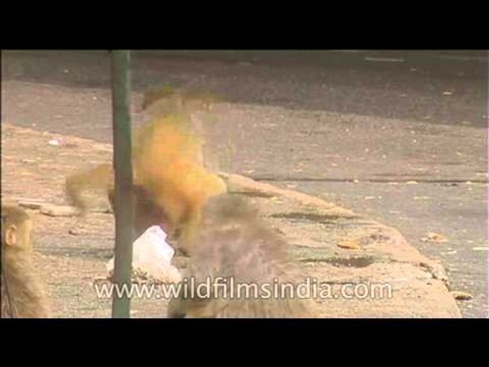 Street macaques
