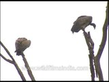 Vultures - birds of prey - sitting on tree-tops