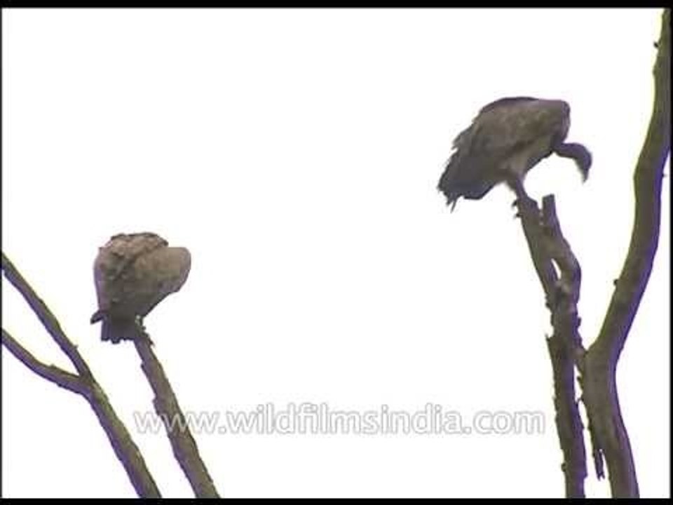 Vultures - birds of prey - sitting on tree-tops