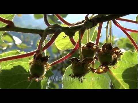 Kiwi vines with raw fruit on them