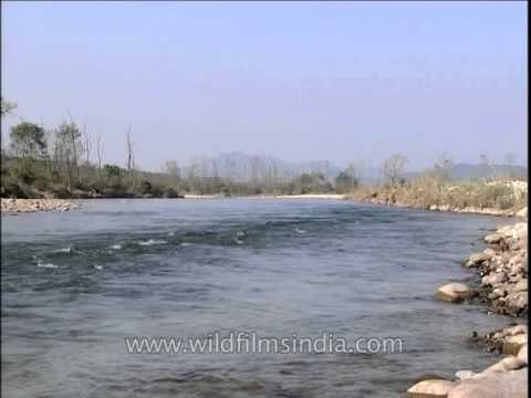Mild current flowing Ramganga River at Jim Corbett National Park
