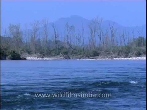 Clear azure Ramganga River flowing in Corbett National Park,Uttaranchal