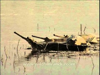 Gharial lifting its head out of water!