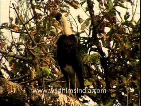 White-necked Stork / Bishop Stork