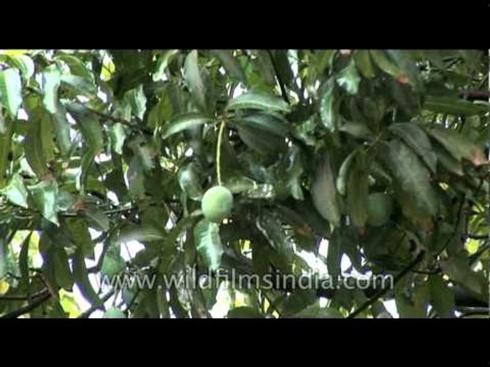 Unripe mango on a Moango tree
