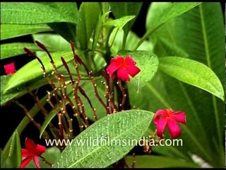 Plumeria or Frangipani blossoms