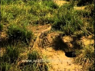 The Common Indian Monitor Lizard