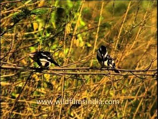 Lesser Pied Kingfishers on a branch