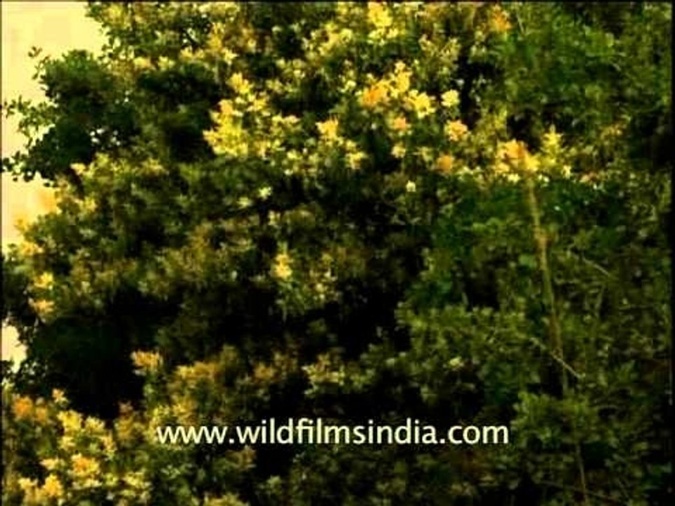 Flowers on a mango tree