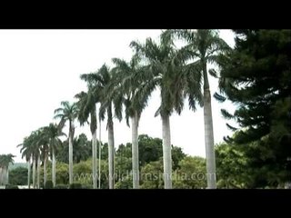 Palm trees in the Mughal gardens of Pinjore