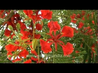 Colourful Gulmohar tree