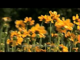 Orange Cosmos Flowers