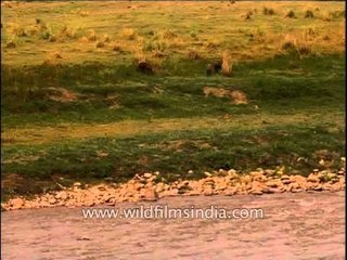 Wild boar spotted crossing the river