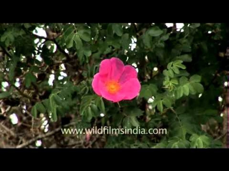 Rosa rugosa in bloom