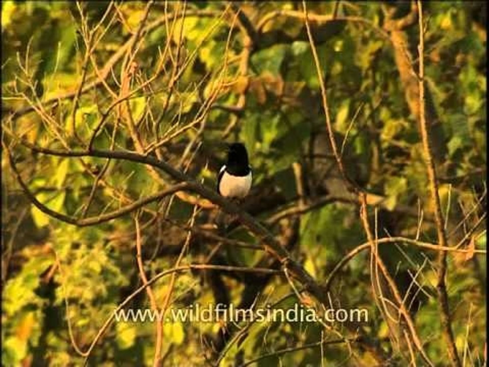 Oriental Magpie-Robin (Copsychus saularis)