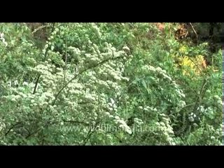 DVD230-flora-wildflowers-28-1