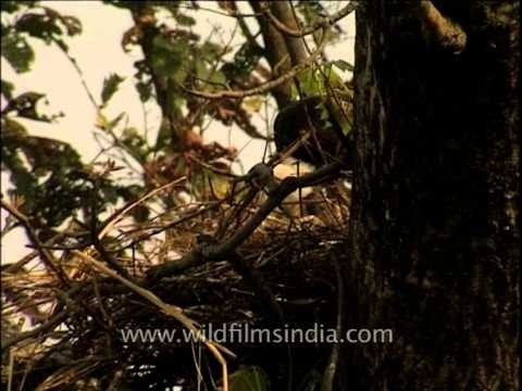 White-necked Stork / Woolly-necked Stork